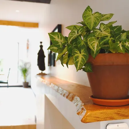 Maison Jardin Petanque, Meett, Airbus, Aeroport, Golf * Beauzelle